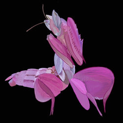 MurasakiNatural